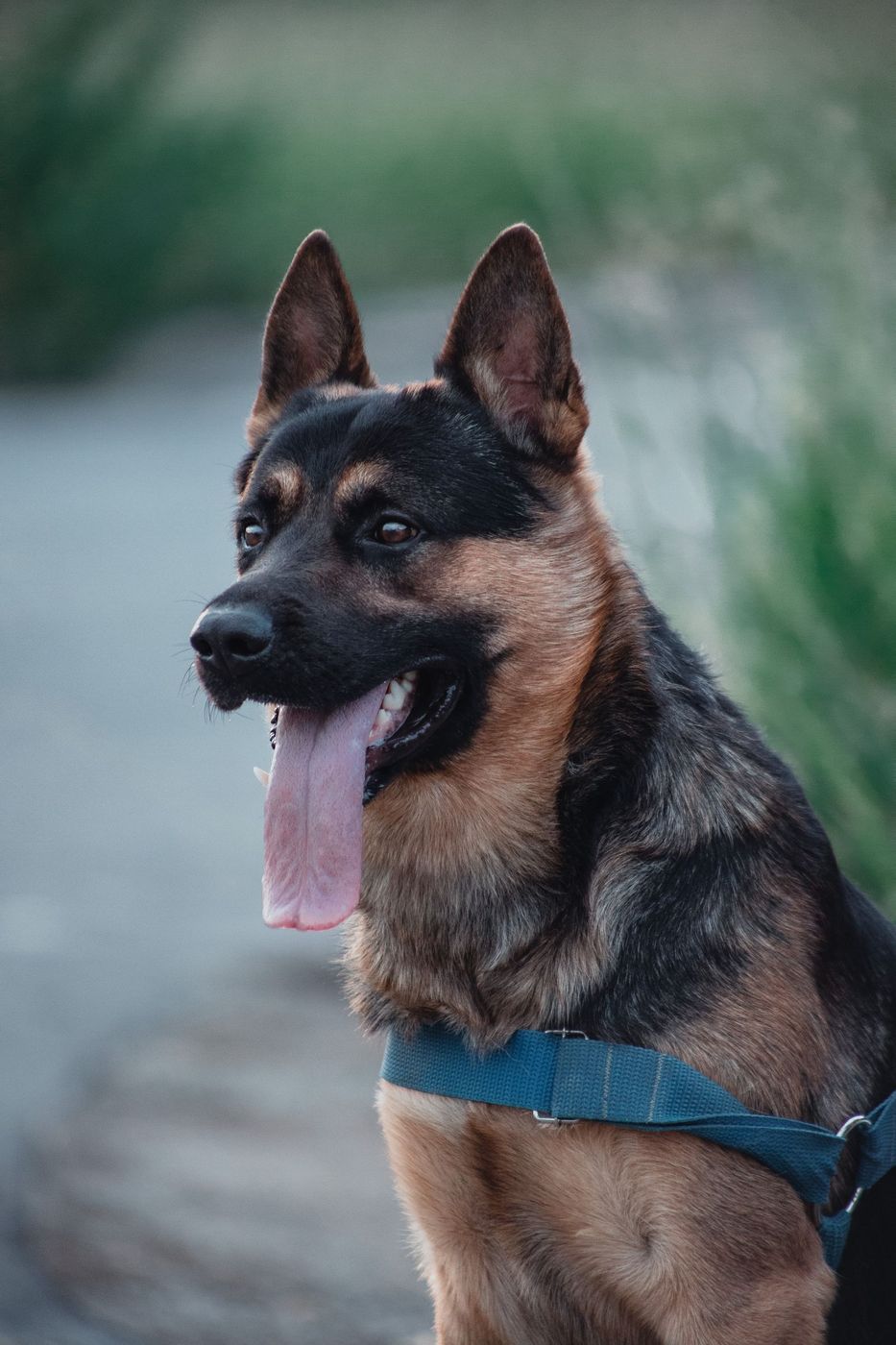 German Shepherd wearing a blue harness and looking to the side