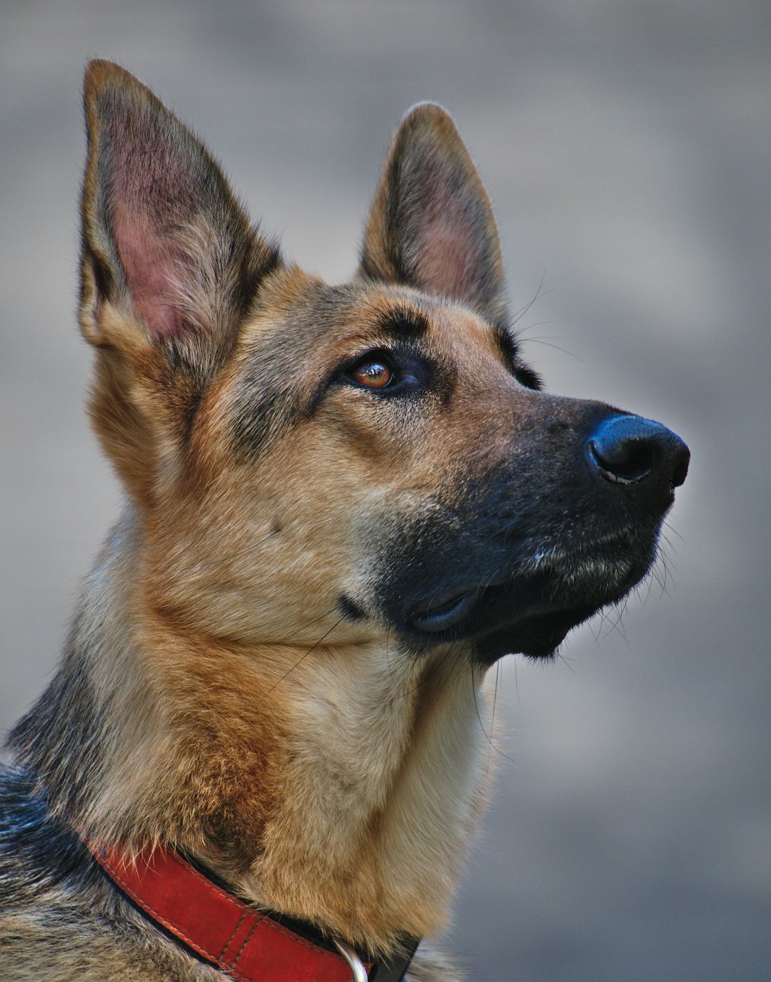 German Shepherd in a red collar looking up toward the camera