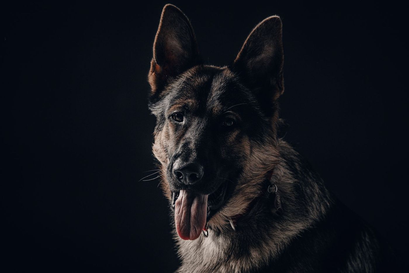 German Shepherd portrait photographed against a dark background