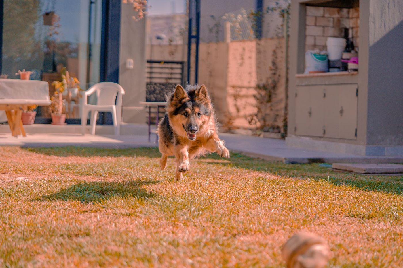 German Shepherd running across a garden lawn