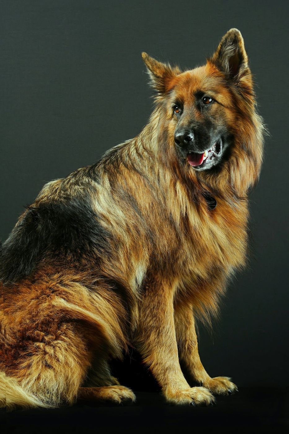 German Shepherd sitting upright against a dark backdrop