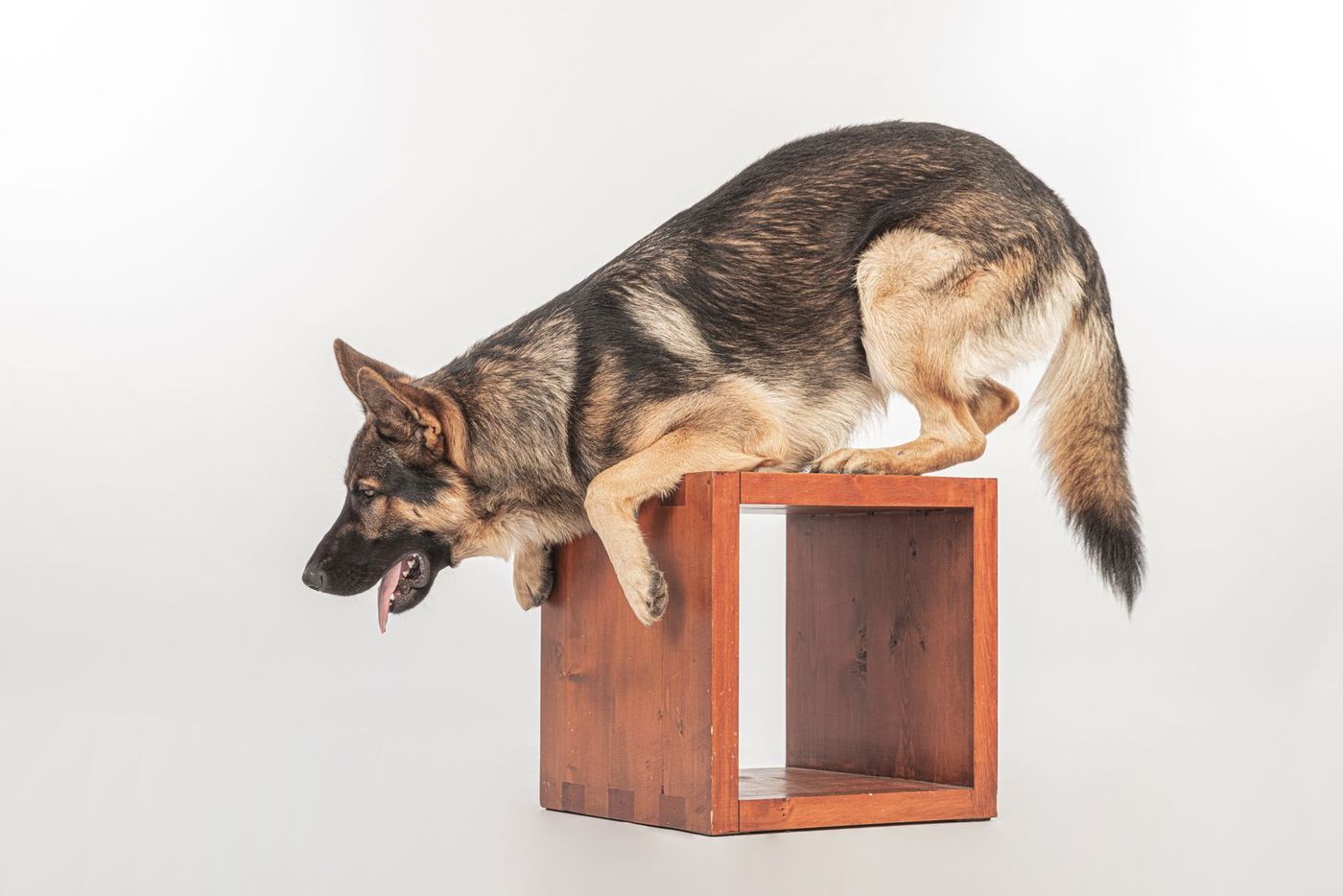 German Shepherd stretching over a wooden cube in a bright studio